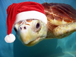 Christmas Turtle Christmas Turtle